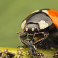 Seven Spot Ladybird eating Aphids 1 